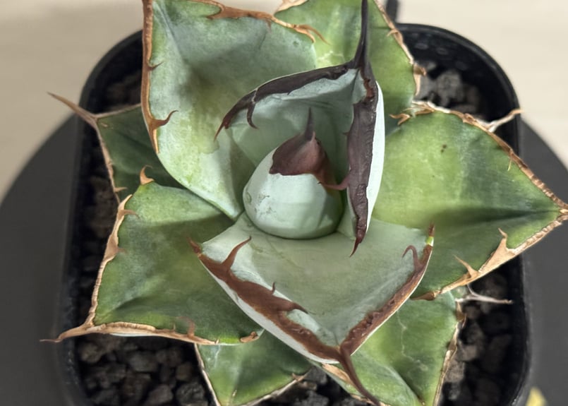 アガベ・チタノタ LQH_土（芽）005｜agave titanota saturn | Pl