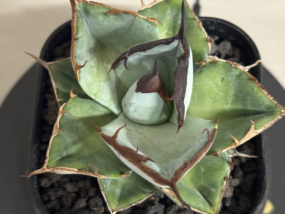 アガベ　チタノタ　王蟲 アガベ チタノタ 海王 / KO-02 | アガベ専門店 モンスターハウス