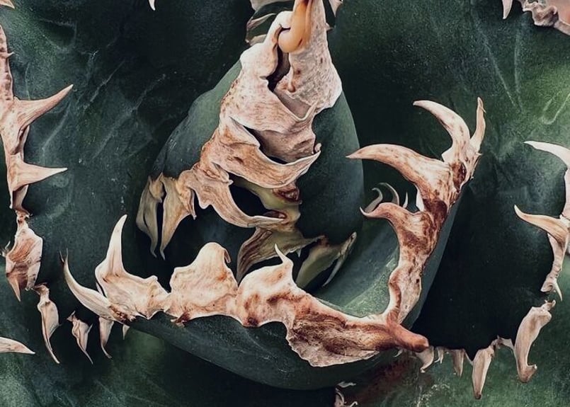 アガベ・チタノタ 金剛（芽）-009｜agave titanota adamantine |
