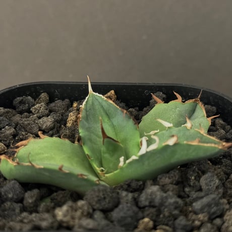 アガベチタノタソーラーエクリプス | STORES