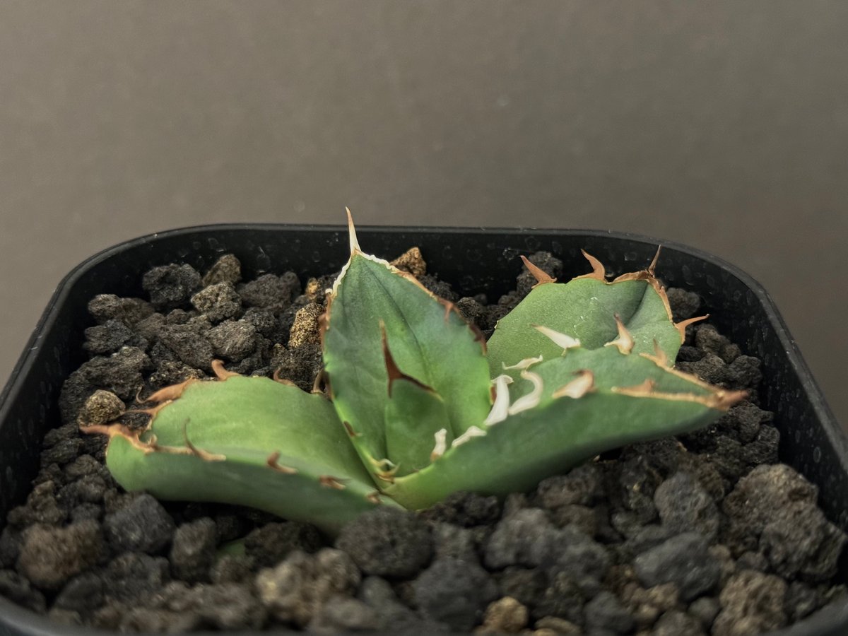 アガベ・チタノタ 螃蟹(芽)- 008|agave titanota Crab | Plus_ アガベ・チタノタ 螃蟹(芽)- 008|agave titanota Crab | Plus_
