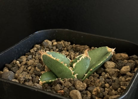 CATEGORY Titanota warthog｜疣猪 | Plus_Plants STORE