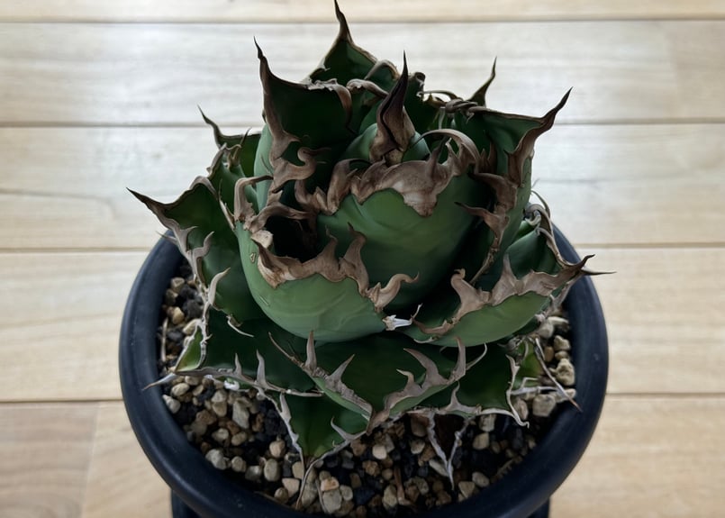 アガベ・チタノタ シーザー/CJ血統（凱撒）芽-007｜agave titanota caes