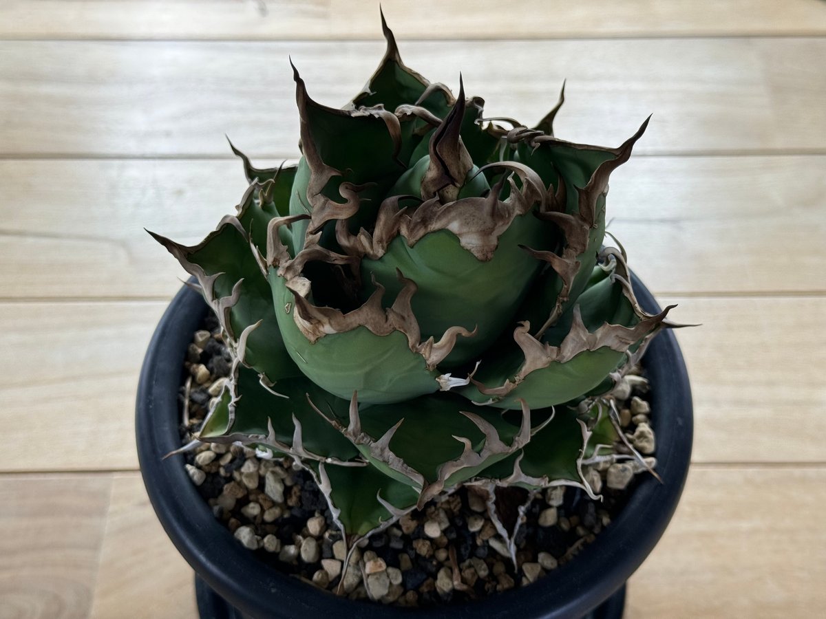 fit=scale-down,w=1200