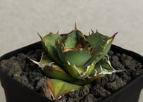 アガベ・チタノタ（ノーネーム）003｜agave titanota No Name | Plu