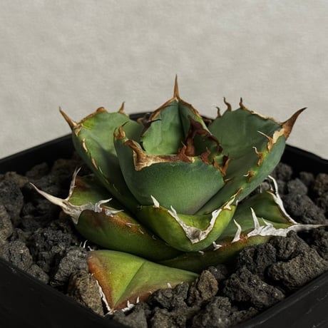 チタノタ白妖 | STORES