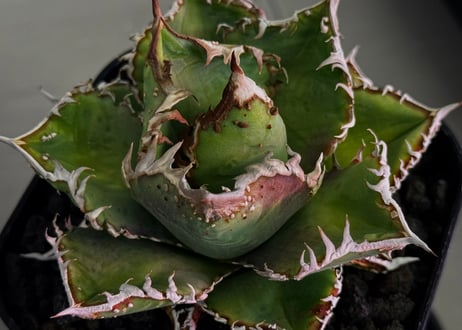 アガベ・チタノタ　蒼龍(小株)-005｜agave titanota blue dragon