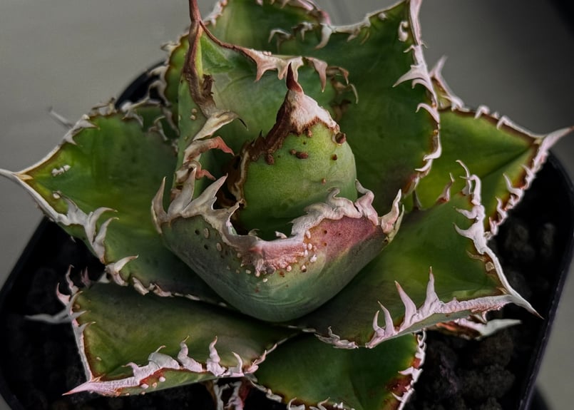 アガベ・チタノタ 蒼龍(小株)-005｜agave titanota blue dragon