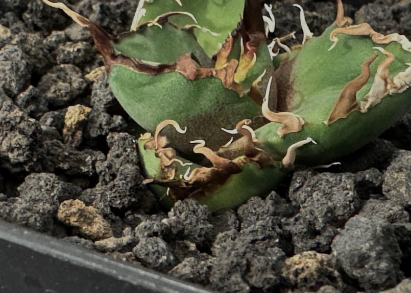 アガベ・チタノタ シーザー/CJ血統（凱撒）芽-007｜agave titanota caes