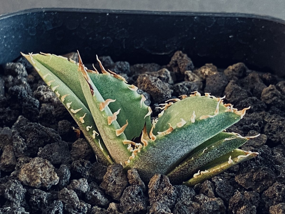 アガベ・チタノタ 皇冠-002｜agave Crown | Plus_Plants STORE