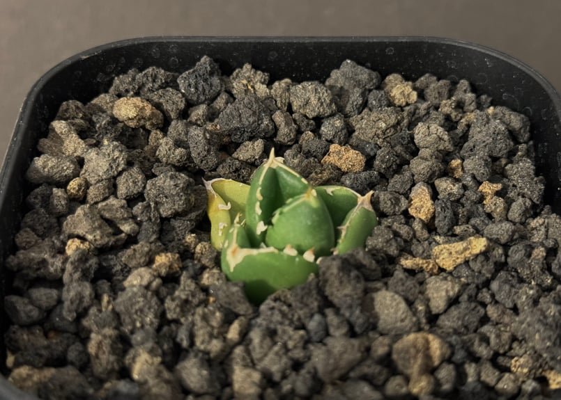 アガベ　達磨　dennis000 発根済み子株 アガベ チタノタ 達磨 Dennis000 - メルカリ