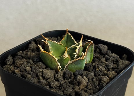 CATEGORY agave｜アガベ | Plus_Plants STORE