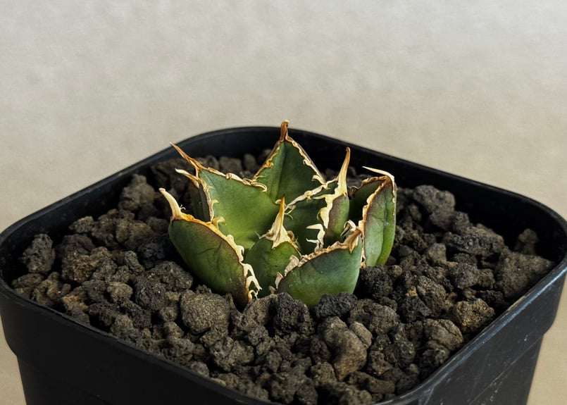 アガベ アガベ・チタノタ 緑水鬼(芽)-004｜agave green submariner | Pl