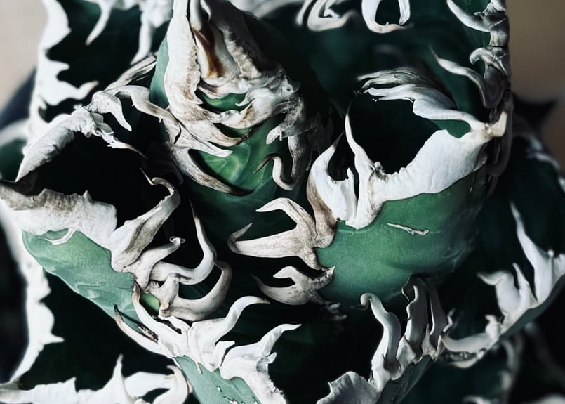 特選>アガベ・チタノタ 海王（芽）-033｜agave titanota aqua man