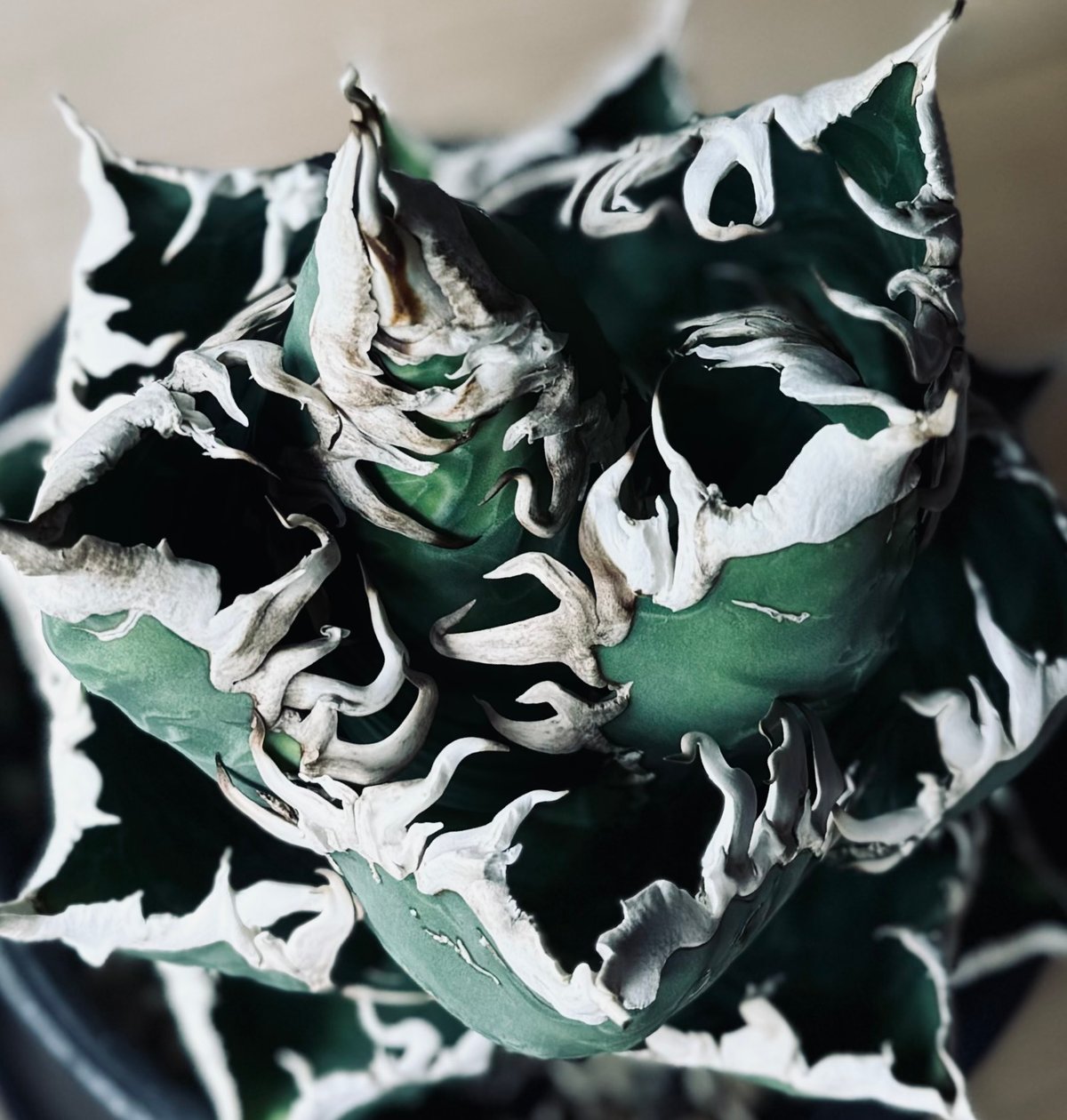 特選>アガベ・チタノタ 海王（芽）-033｜agave titanota aqua