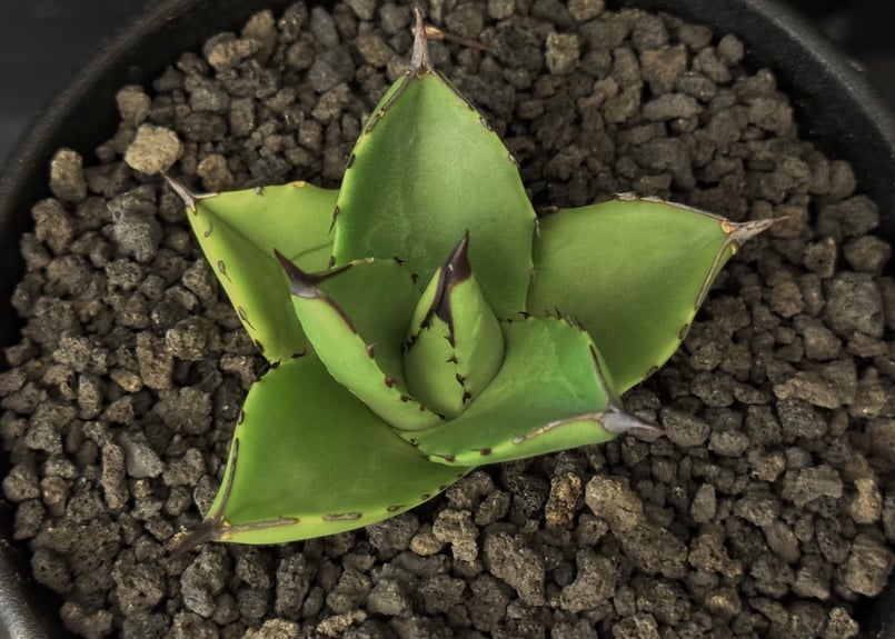 アガベ　笹の雪　極上　天平タイプ　検索　パリーハイブリッド　リップルエフェクト アガベ ハイブリッド パリー ハイブリッド Agave hybrid parry