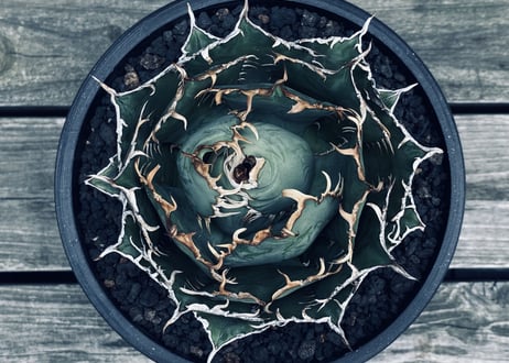 アガベ・チタノタ 圓葉拇指(フィリグリー)_ボールタイプ-002｜agave titanota filigree