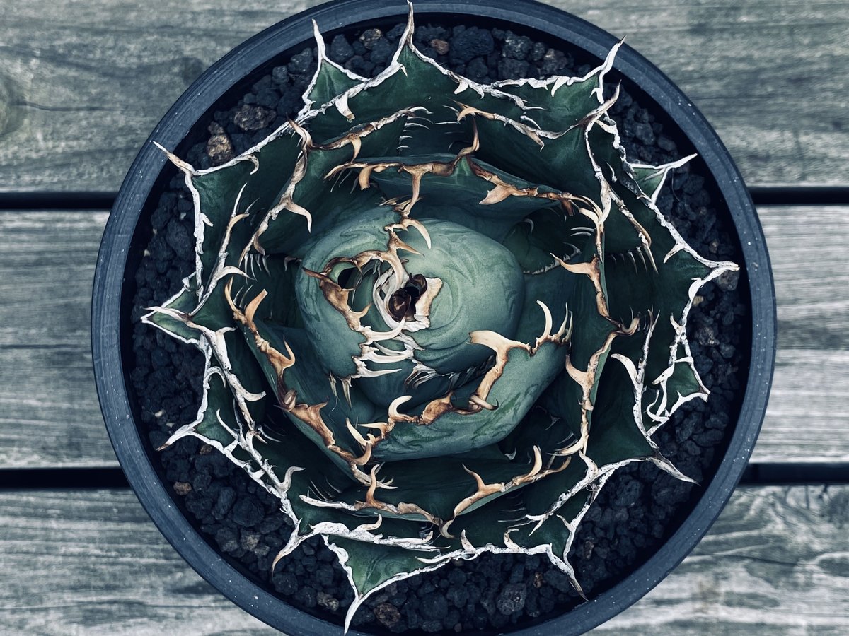 【鉢ごと メルカリ便】アガベ チタノタ フィリグリー 圓葉拇指　子株付きです 鉢ごと メルカリ便】アガベ チタノタ フィリグリー 圓葉拇指 子株2つ