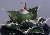 アガベ・チタノタ LQH_木（芽）001｜agave titanota jupiter | P