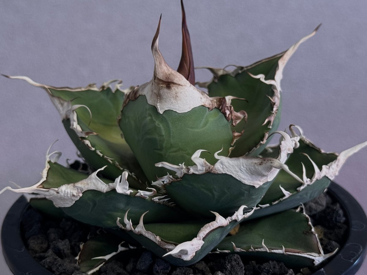 アガベ・チタノタ 緑幽霊(中)-010｜agave titanota green ghost