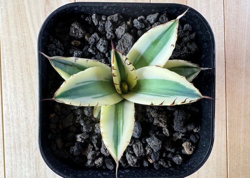 アガベ・チタノタ スナグルトゥース(芽)-004|agave titanota アガベ・チタノタ スナグルトゥース(芽)-004|agave titanota