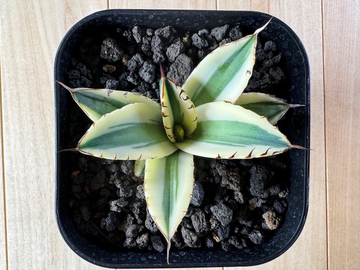 アガベ・チタノタ スナグルトゥース(芽)-004|agave titanota アガベ・チタノタ スナグルトゥース(芽)-004|agave titanota