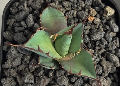 アガベ・チタノタ ハデス (黒帝斯) 芽-040｜agave titanota hades