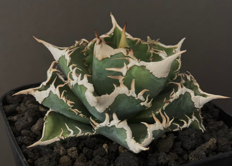 アガベ チタノタ IVORY w.a  coyote血統 大白鯊 アイボリー アガベ チタノタ IVORY w.a coyote血統 大白鯊 アイボリー