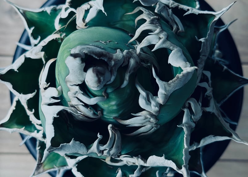 特選>アガベ・チタノタ 海王（芽）-033｜agave titanota aqua