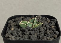 アガベ・チタノタ 黒犀牛（芽）-037｜agave titanota black rhino