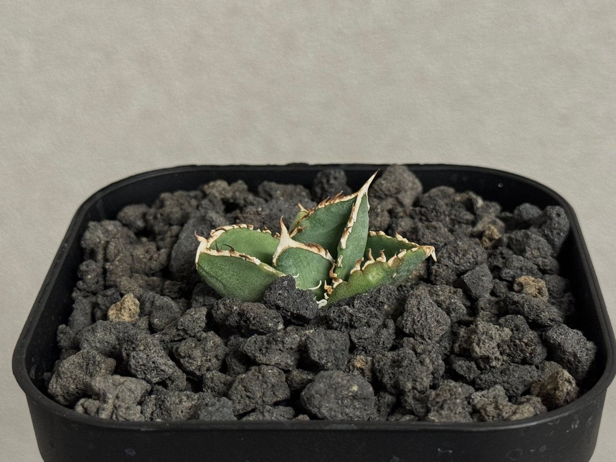 w*s様 アガベ　チタノタ　白毫刺 アガベ チタノタ 白毫刺】 読み方で悩んだ株。大株は間違いなくカッコ