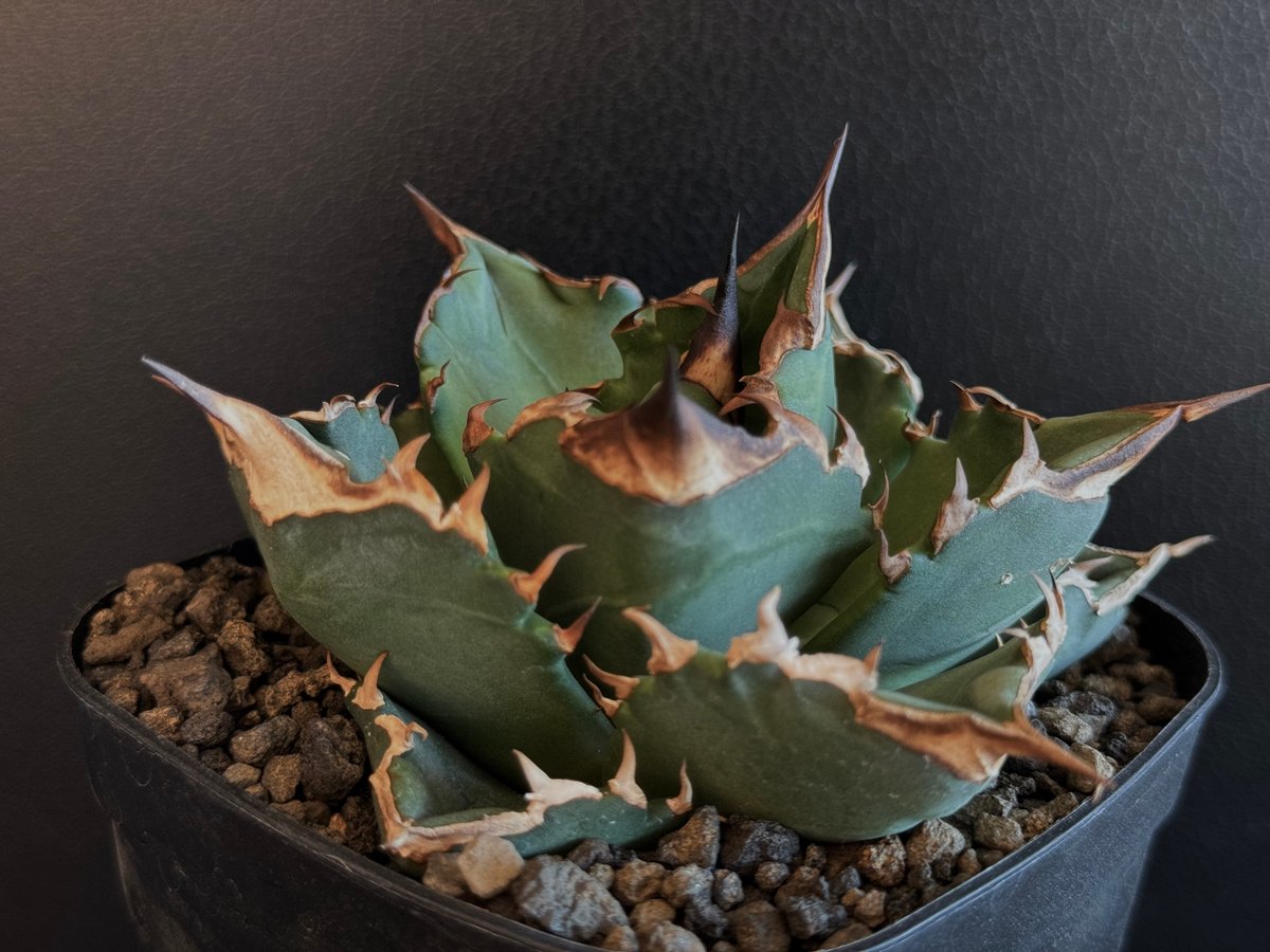 アガベ・チタノタ 白火焔(小株)-026|agave titanota white flame アガベ・チタノタ 白火焔(小株)-026|agave titanota white flame