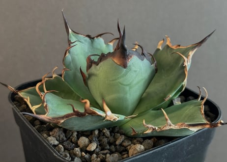 CATEGORY Titanota Hades|黒帝斯/恐竜牙歯 | Plus_Plants CATEGORY Titanota Hades|黒帝斯/恐竜牙歯 | Plus_Plants