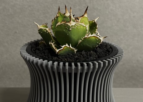 アガベ・チタノタ　天狼星(シリウス)-011｜agave titanota sirius