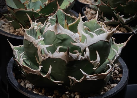 アガベ・チタノタ 鬼爪(芽/大)-006｜agave titanota ghost claw