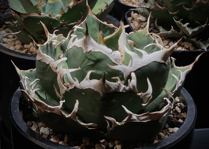 アガベ・チタノタ 鬼爪 小株-004|agave titanota ghost claw | アガベ・チタノタ 鬼爪 小株-004|agave titanota ghost claw |