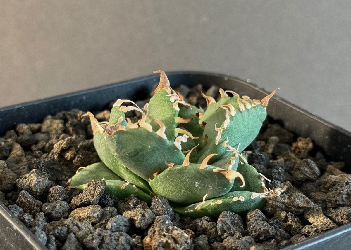アガベ・チタノタ 魔丸(芽)-025|agave titanota imps | Plus_P アガベ・チタノタ 魔丸(芽)-025|agave titanota imps | Plus_P