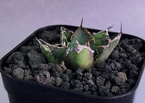 アガベ・チタノタ 皇冠(台湾Lize産)-006｜agave titanota Crown |