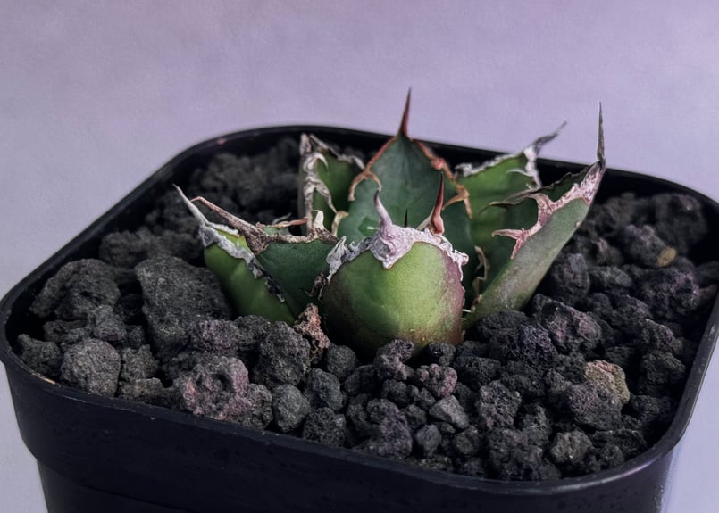 アガベ チタノタ 凱撒 シーザー Caesar③ 子株付】アガベ・チタノタ シーザー（凱撒）大-008｜agave titanota