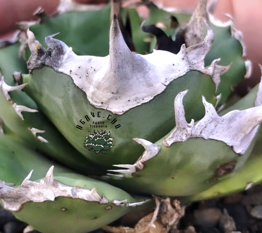 アガベ・チタノタ 白巫-004|agave Titanota Wizard | Plus_Pl アガベ・チタノタ 白巫-004|agave Titanota Wizard | Plus_Pl
