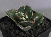 アガベ・チタノタ (黒帝斯)ハデス_小-010｜agave titanota hades |