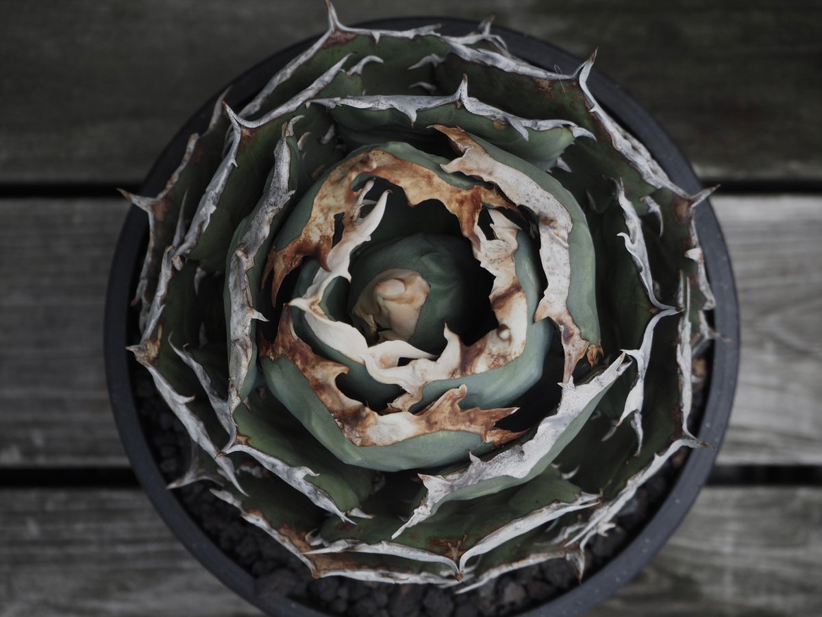 アガベ・チタノタ 烈焔（ボールタイプ）特大-027｜agave titanota