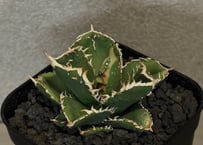 アガベ チタノタ 白鯨錦 縞斑 fit=scale-down,w=1200