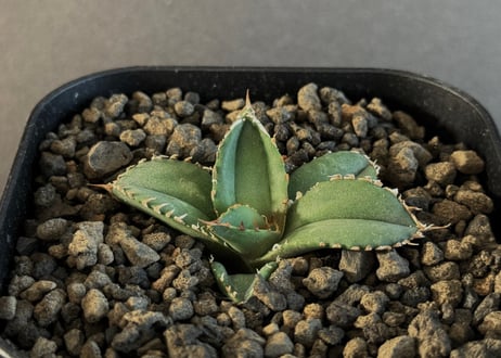 CATEGORY Titanota alligator snapper｜鰐亀 | Plus_P