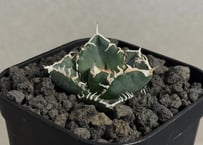 アガベ・チタノタ 鰐亀（芽）-001｜agave titanota alligator sna