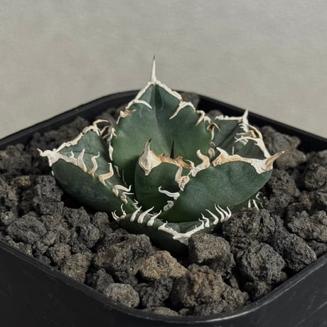 アガベ南アフリカダイヤモンド | STORES