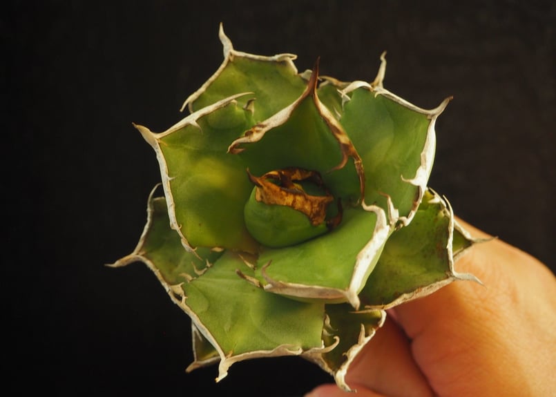 アガベ・チタノタ 鬼爪｜agave titanota ghost claw | Plus_Pl