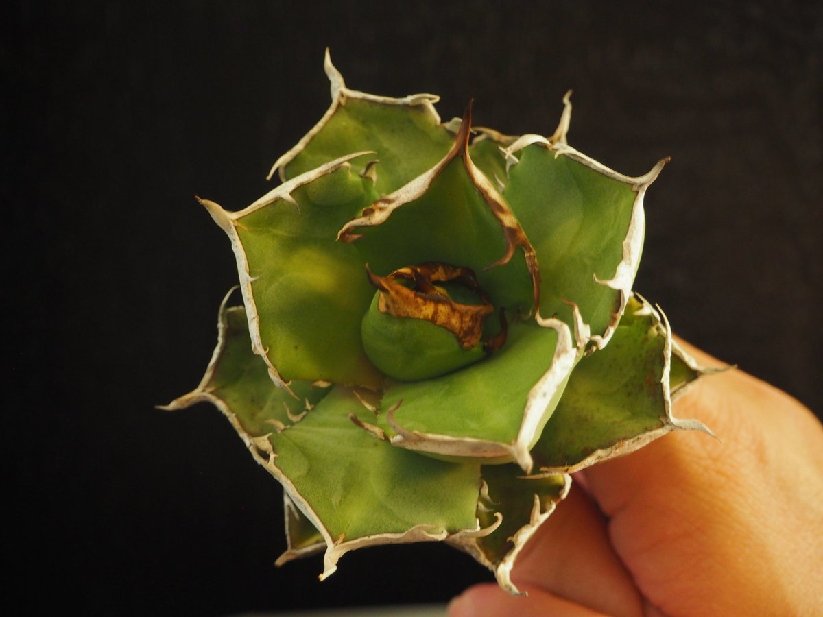 アガベ・チタノタ 鬼爪｜agave titanota ghost claw | Plus_Pl