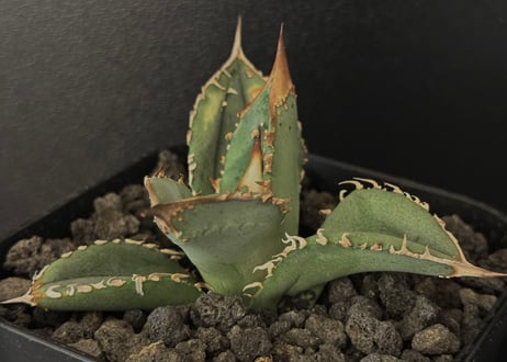 DJ plants 鰐亀 CATEGORY Titanota alligator snapper｜鰐亀 | Plus_P