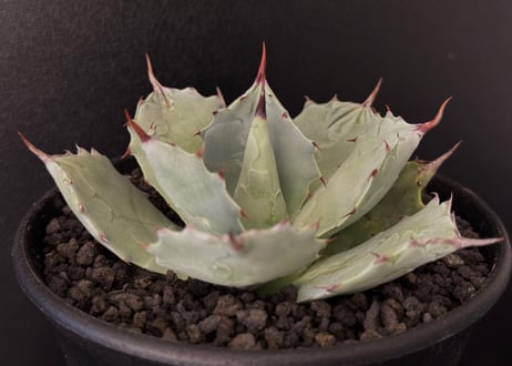 CATEGORY agave isthmensis｜白銀甲蟹 | Plus_Plants STORE